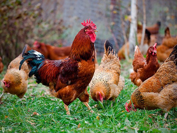 Породы куриц | ЗооТом - продажа, вязка и услуги для животных в Нижнем Ломове