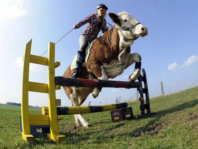 Статьи о коровах в Нижнем Ломове | ЗооТом портал о животных