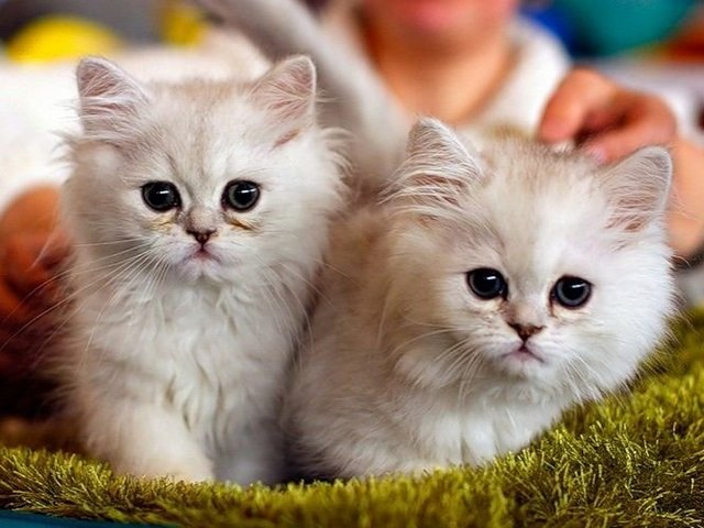 Породы кошек в Нижнем Ломове | ЗооТом портал о животных