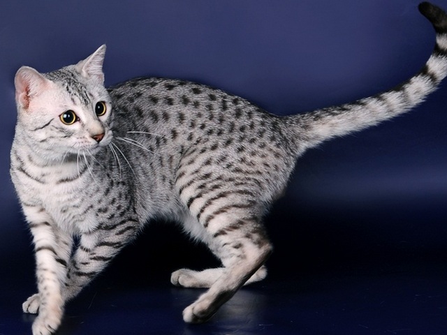 Породы кошек в Нижнем Ломове | ЗооТом портал о животных