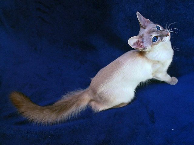 Выведенные породы кошек в Нижнем Ломове | ЗооТом портал о животных