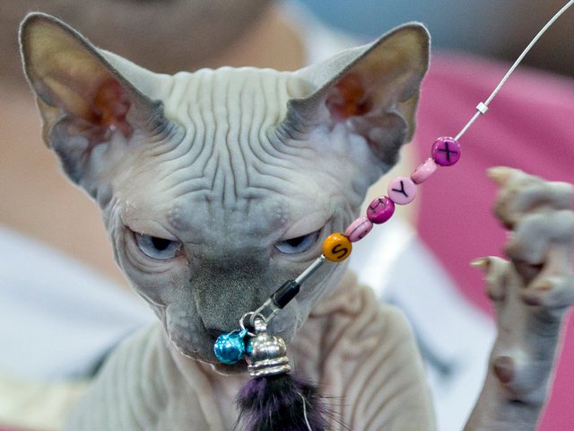 Выставки кошек в Нижнем Ломове | ЗооТом портал о животных