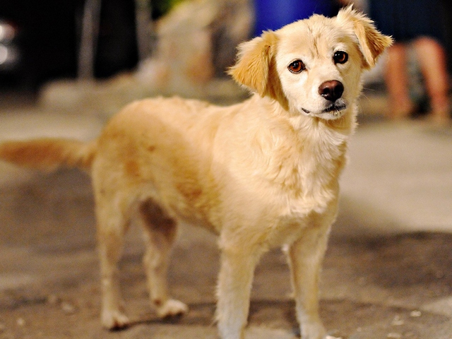 Породы собак в Нижнем Ломове | ЗооТом портал о животных