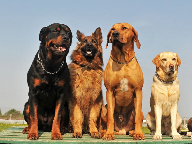 Крупные породы собак в Нижнем Ломове | ЗооТом портал о животных