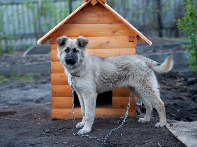 Все о собаках в Нижнем Ломове